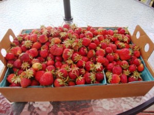 Strawberries! 