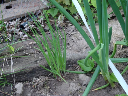 And new guerrilla onions.