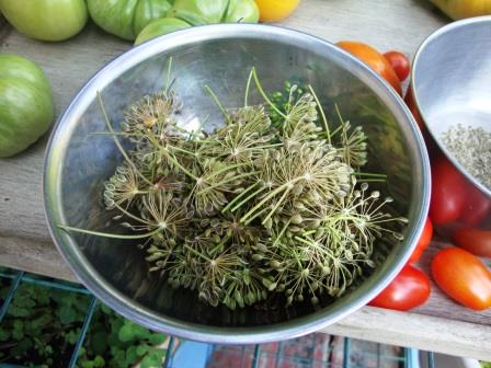 Dill seeds on the vine, sort of