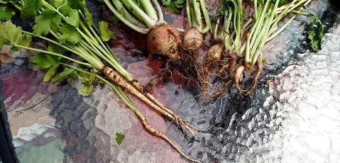 Lessons in growing root crops