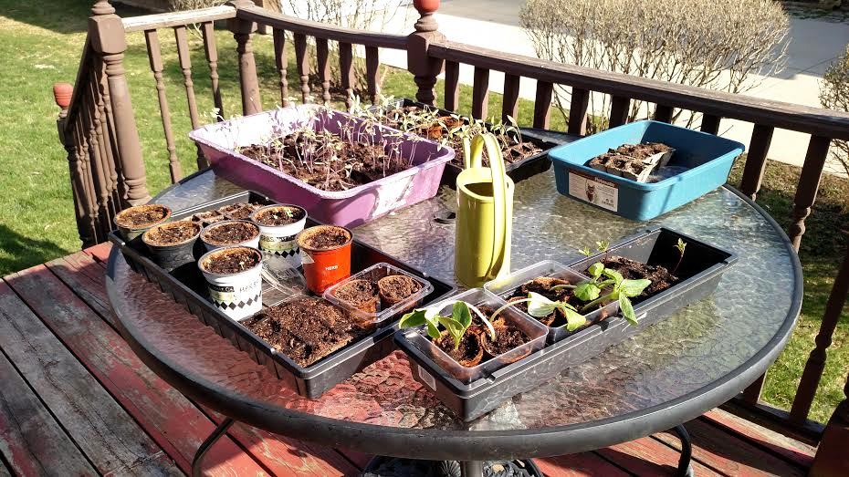 Seedlings catching some sun!